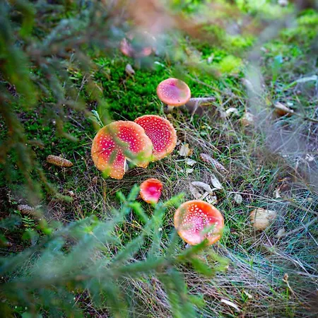 Drewniana Stefanowka Semesterbostad Slemien