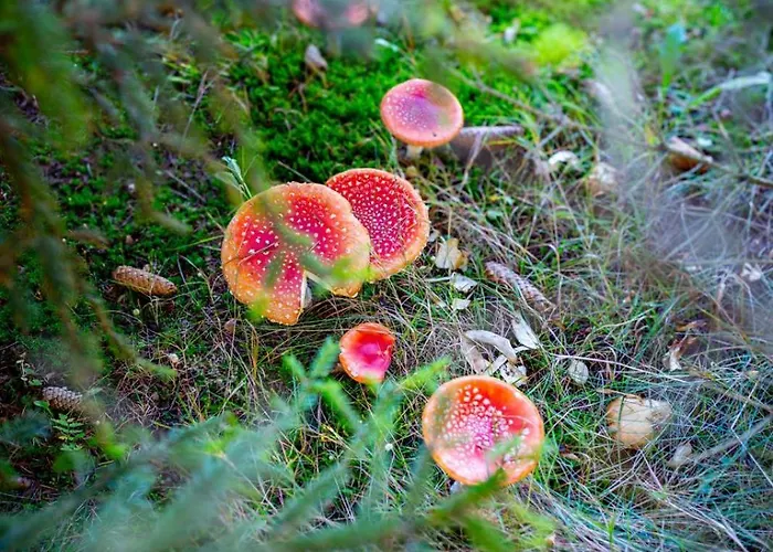 Drewniana Stefanowka Prázdninový dům Slemien